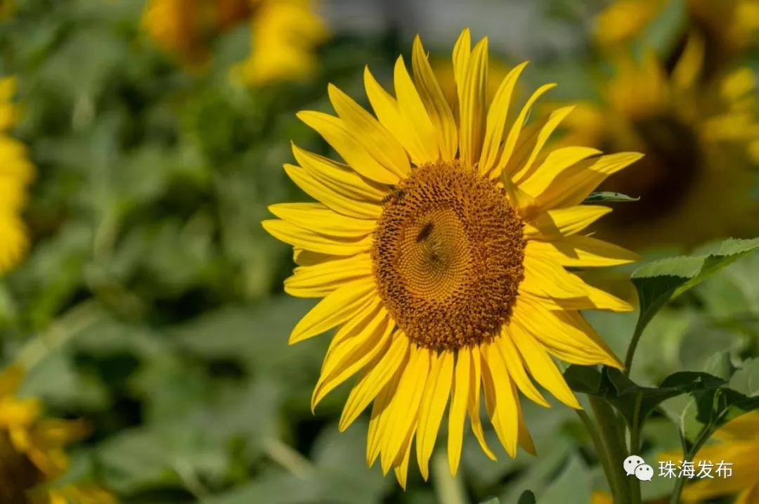 2020美到窒息！珠海的冬天，美炸了