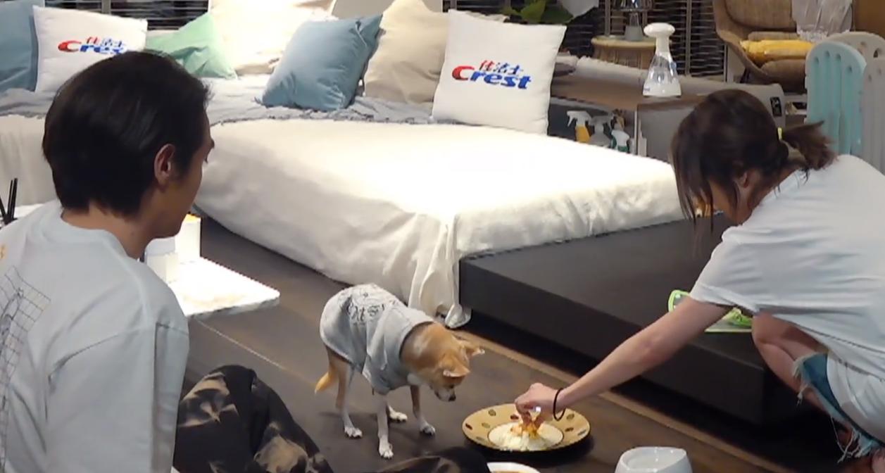 吉娃娃一只眼睛凸,吉娃娃一只眼睛白膜