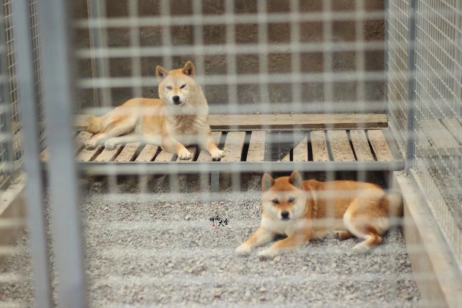 犬舍买狗,正规犬舍买狗