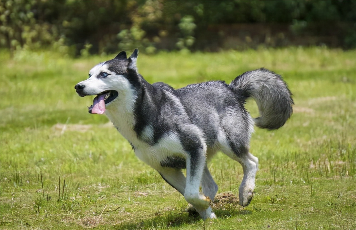 哈士奇毛发粗糙,哈士奇毛发会不会变黑