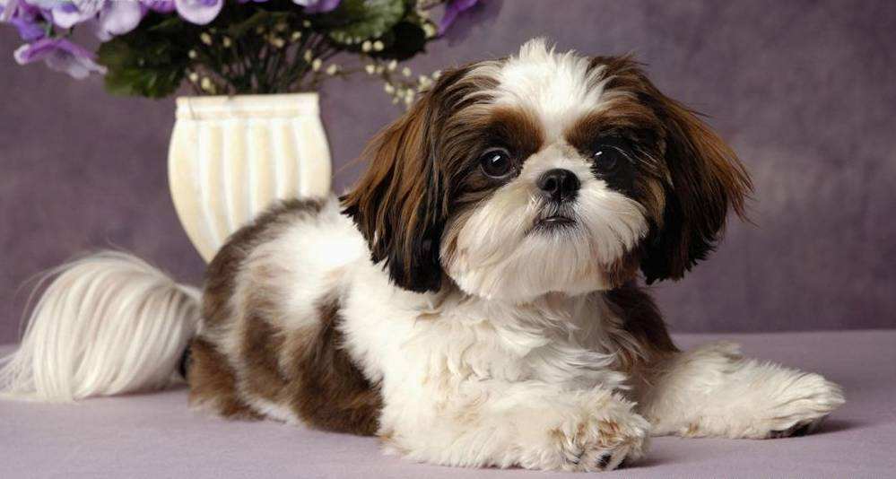 最适合中国人养的十种狗,全世界常见的70种狗