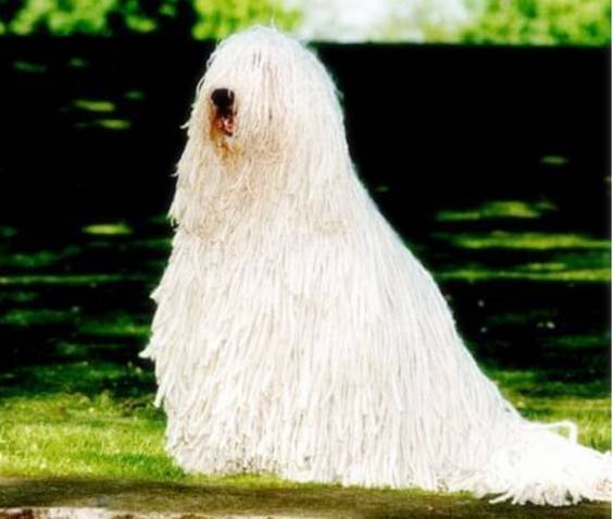 这100种动物你都认识吗,10种从未见过的动物