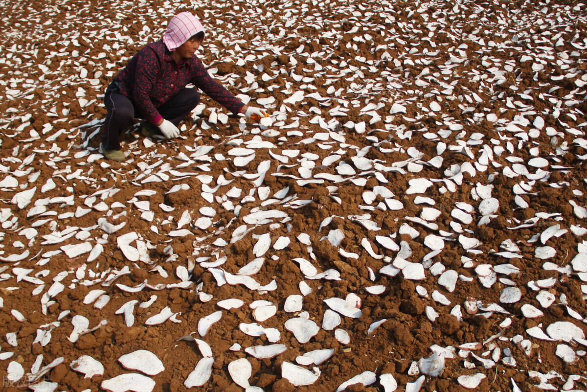 红薯亩产7000斤为什么不能主粮化,红薯为何不能成为主粮