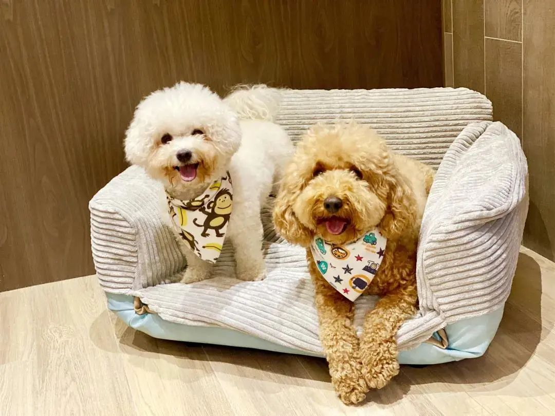 2022年上海遛狗圣地,2021上海遛狗圣地