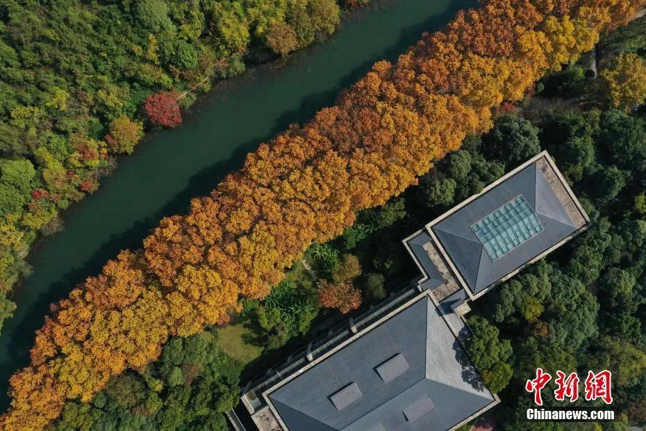 今日白露秋意渐浓,今日白露美句美文