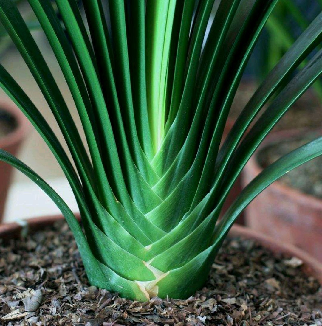 一年四季不死的十种花水养,浇水过多死的植物