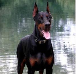 金毛禁养犬名单曲靖,曲靖麒麟区城区养犬标准规定