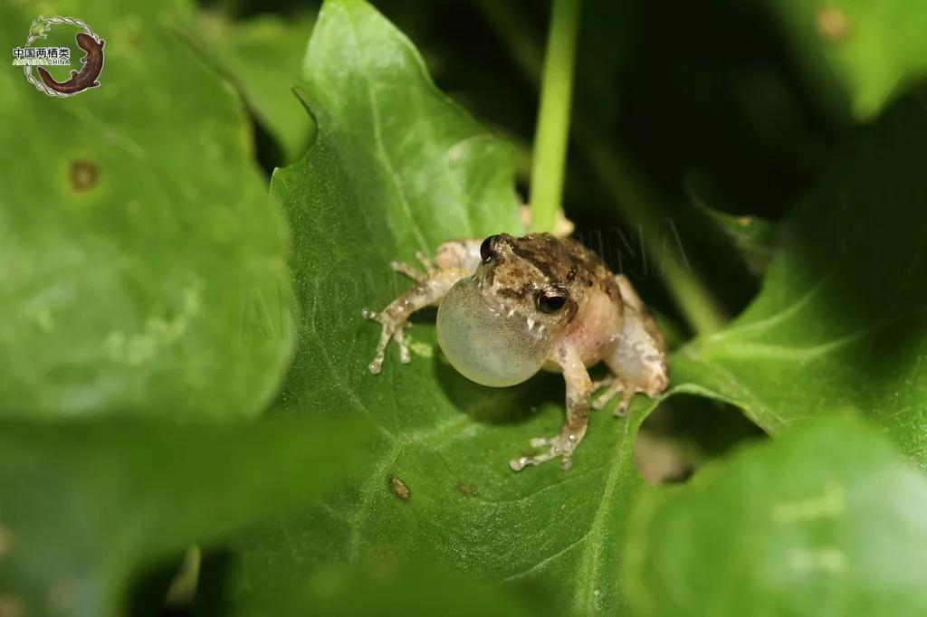 第一种！千万别吃波！