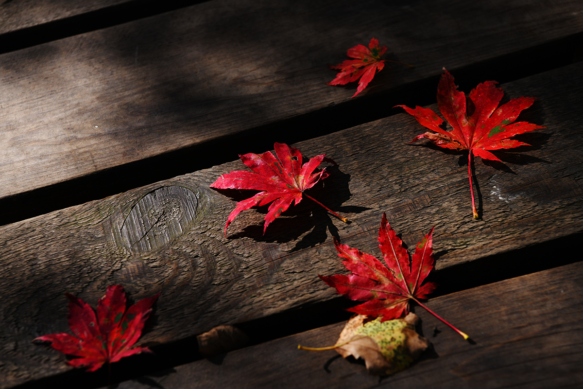 落英缤纷是落花吗,落英缤纷是叶子吗