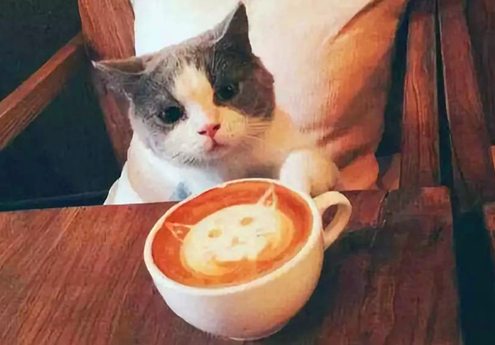 猫屎咖啡猫咪是自愿吃的吗,猫屎咖啡真有猫屎吗