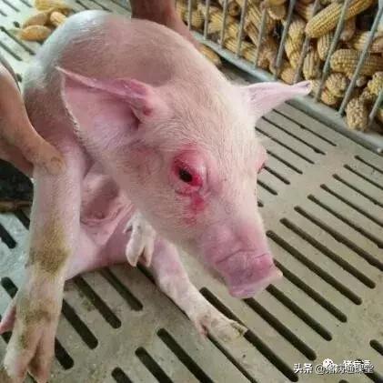 猪红眼病注射治疗方法,猪红眼病怎么办
