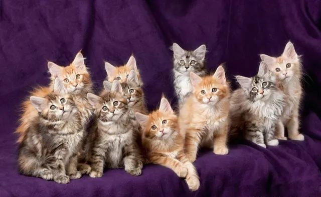 为什么母猫交配过程中撕心裂肺，狗狗却难舍难分？