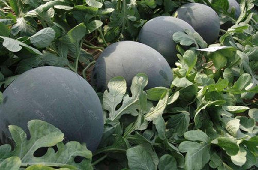 西瓜怎么吃生活小妙招,西瓜吃多了难受要吃什么