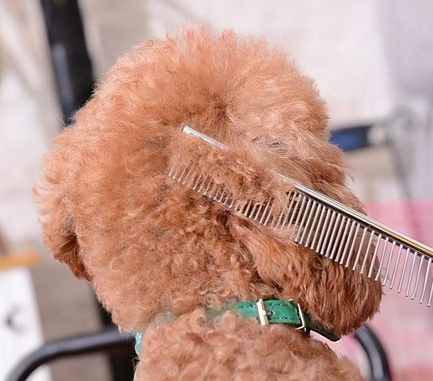 泰迪犬一般多少天洗一次澡,泰迪犬多久洗澡一次