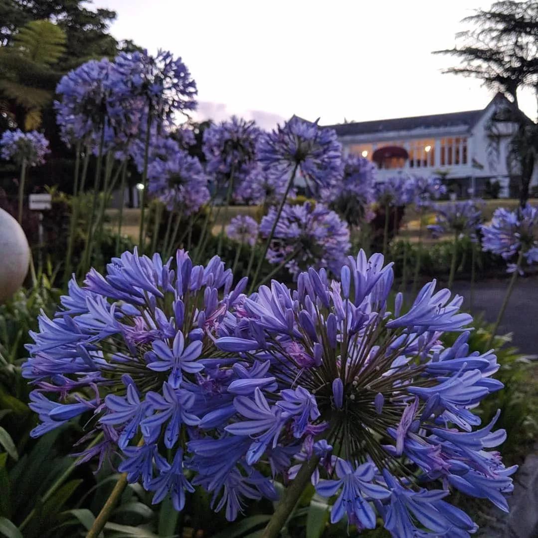 可以在室内燃放的烟花爆竹,植物烟花可以放室内吗