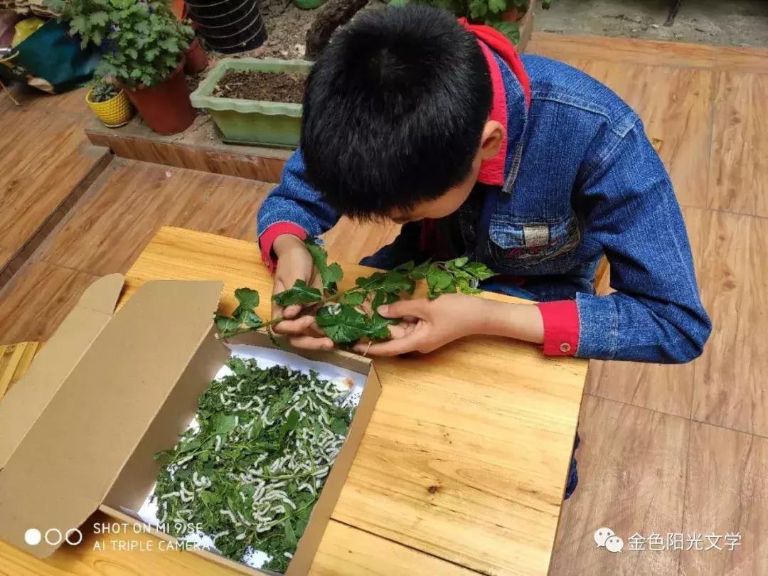 养蚕作文四年级400字,养蚕的作文三年级300字