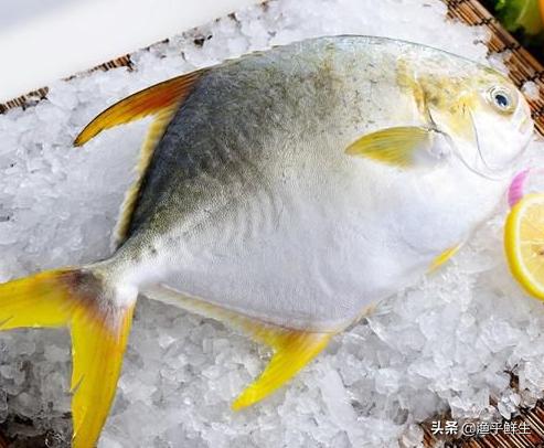 全国十大海鲜排名,中国海鲜十大产地排名最新