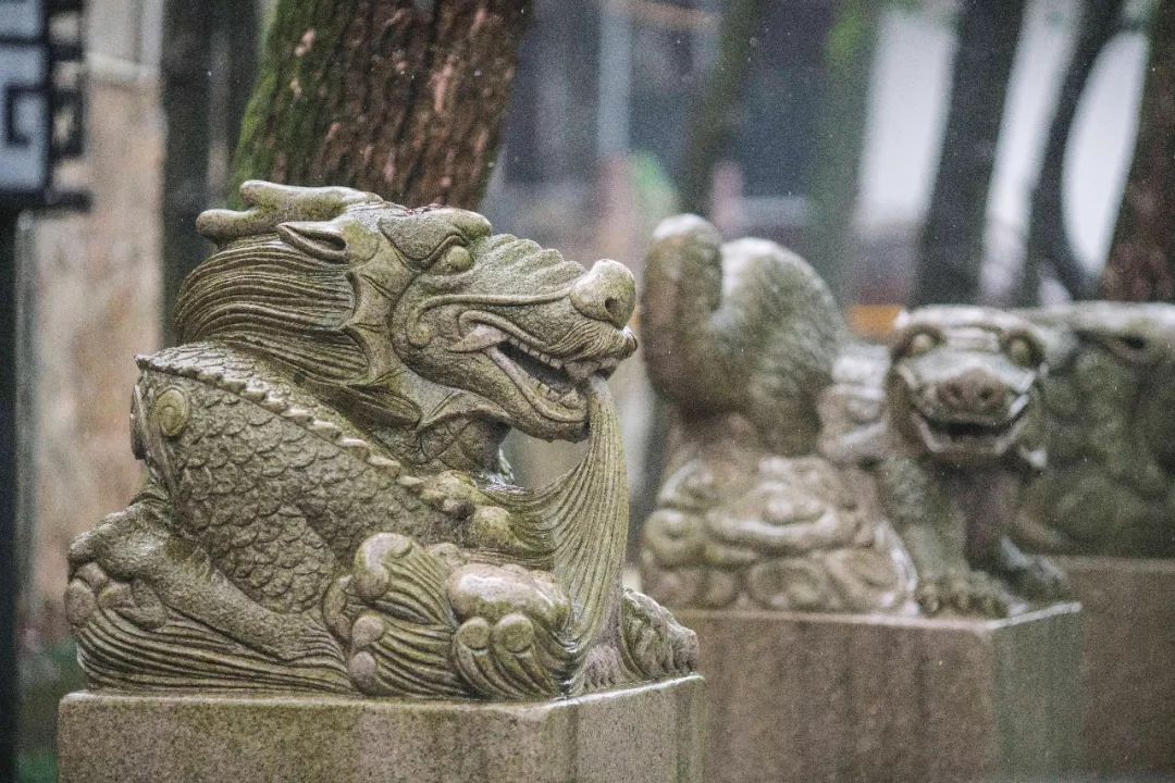 杭州孤山梅园图片,杭州赏梅园