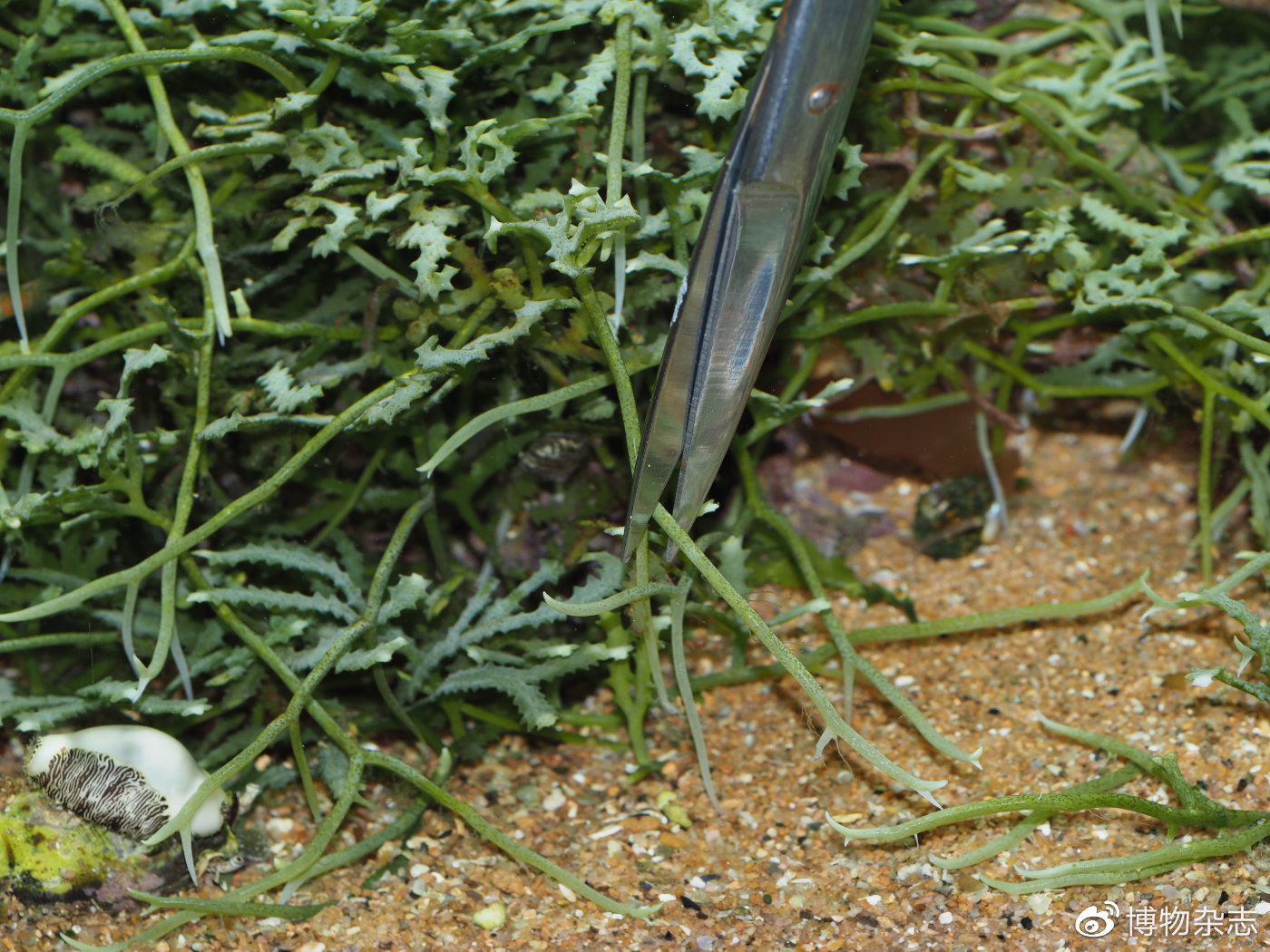 迷你小鱼缸底滤缸制作教程,小鱼缸雨林缸制作全过程