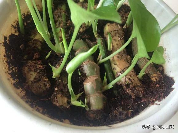 绿萝扦插的最佳方法,绿萝不用生根液怎样生根