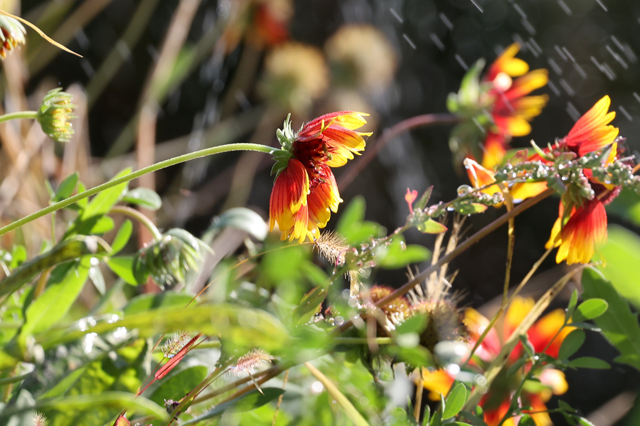 佳能rf100-500mm参数,佳能rf-s18-45mm测评