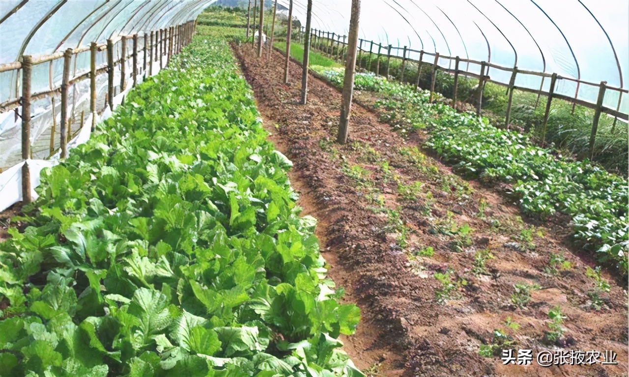 张掖农业特色产业,张掖市农业机械化参考文献