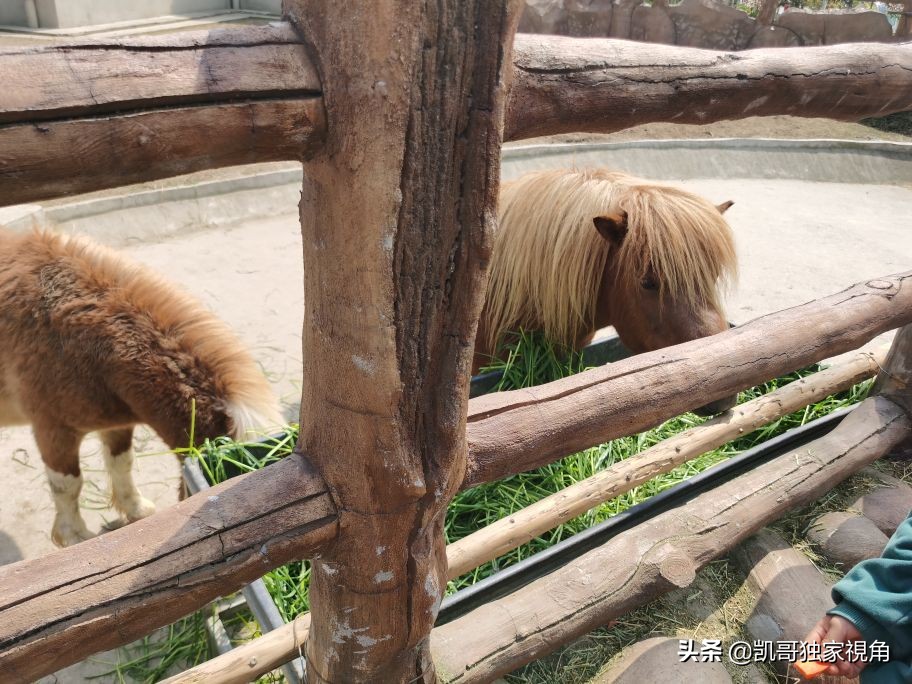 不一样的南通动物园,南通森林野生动物园和上海动物园