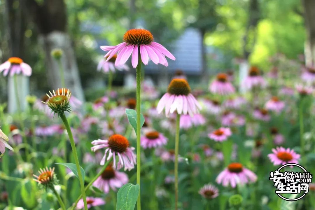 庐阳老城内藏着一处最大的综合性森林公园，人少景美，关键还免费