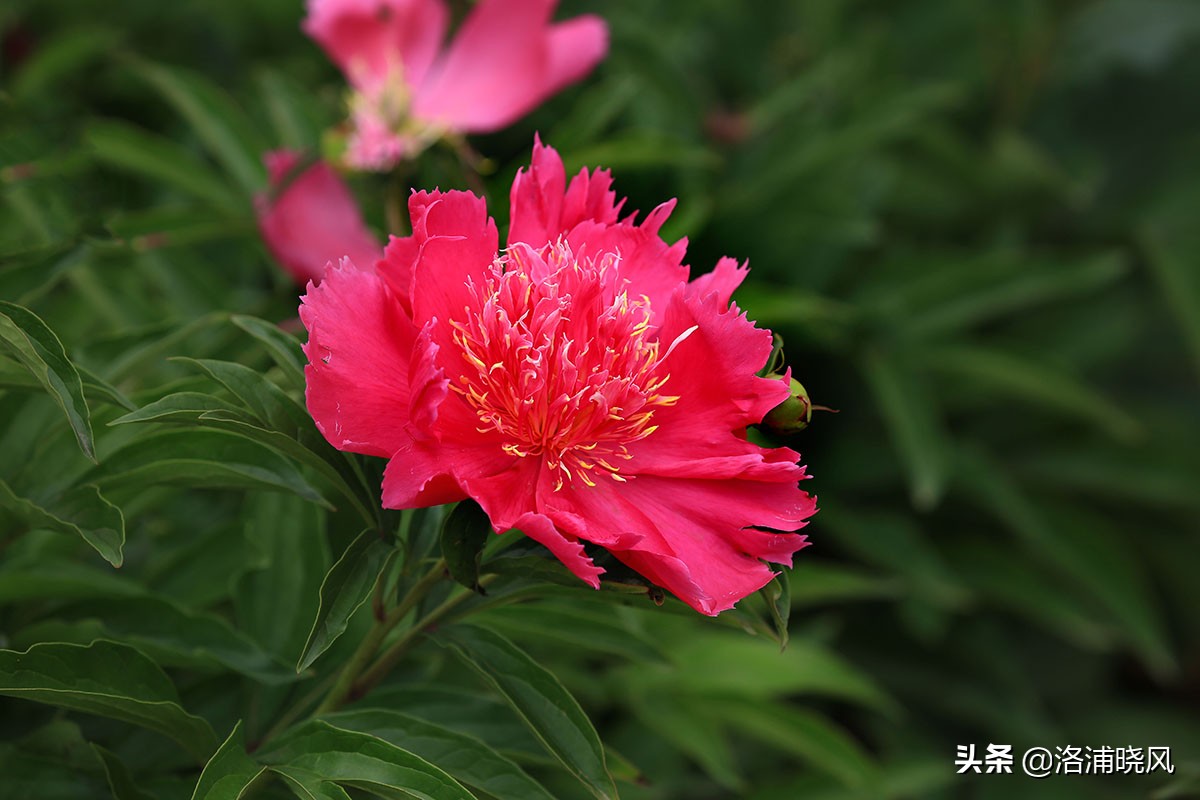 大院绿化的回忆——顺便看看院里的芍药定个究竟有多少种？