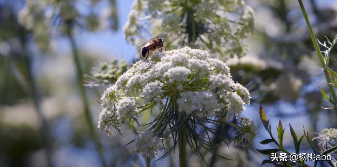 提前警告还不改？这些卖假进口蜂蜜的牌子都被罚款上百万