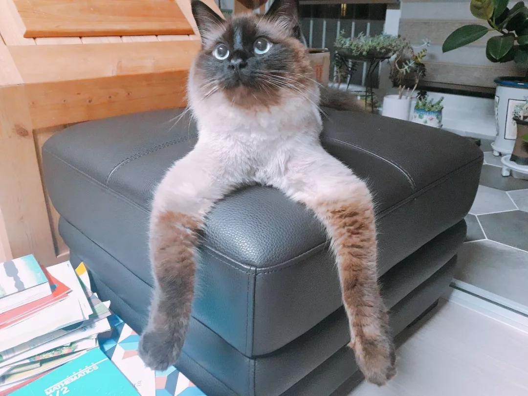 动物表情包沙雕魔性,沙雕动物爆笑瞬间表情包