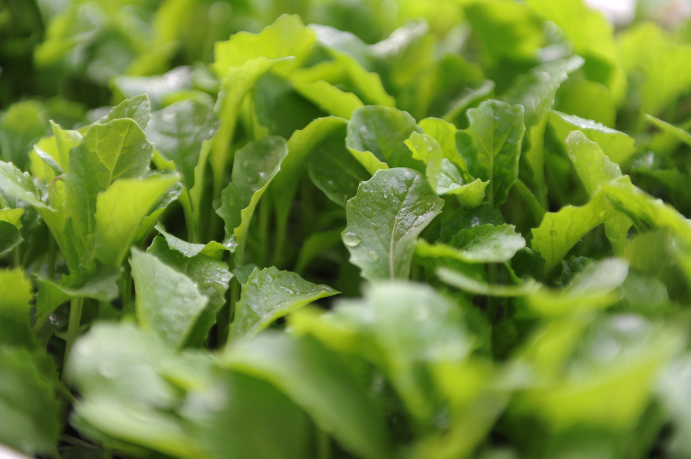 每日一练孟浩然过故人庄赏析,孟浩然过故人庄优美风光的句子