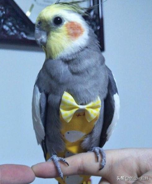 创业一招鲜:五条,五条,尿不湿里的创业门道