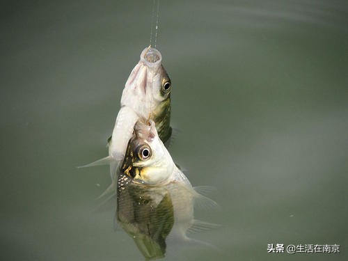 南京江北钓鱼野钓地点推荐,南京钓鱼地点推荐野钓