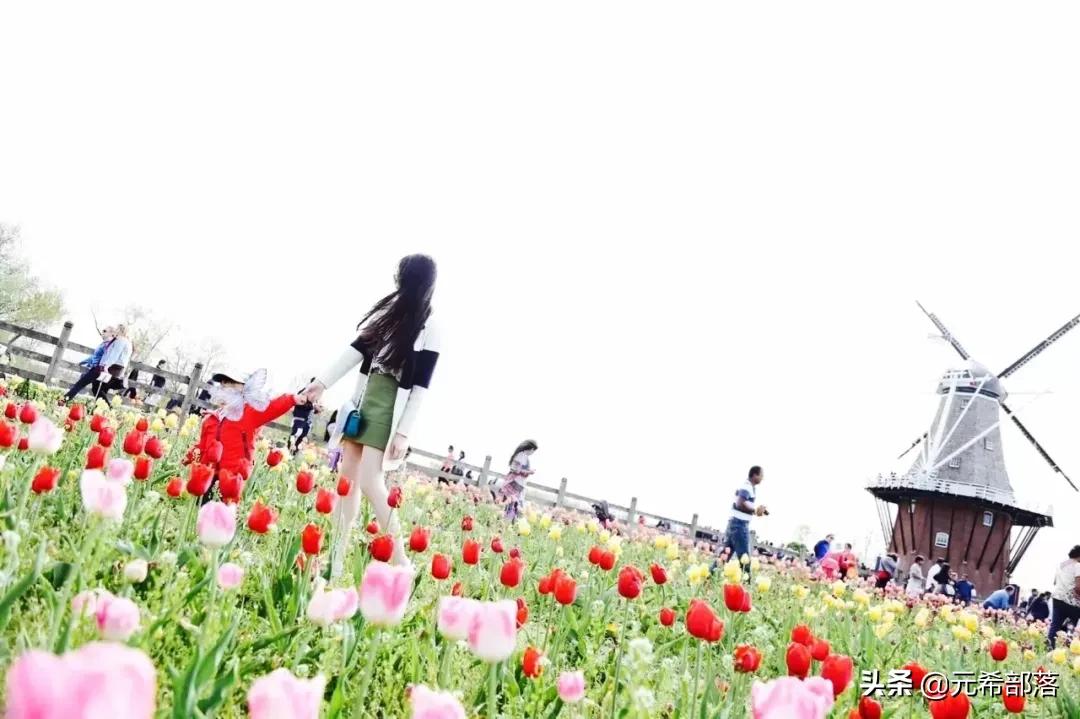 荷兰小镇郁金香盛开,荷兰小镇郁金香花海