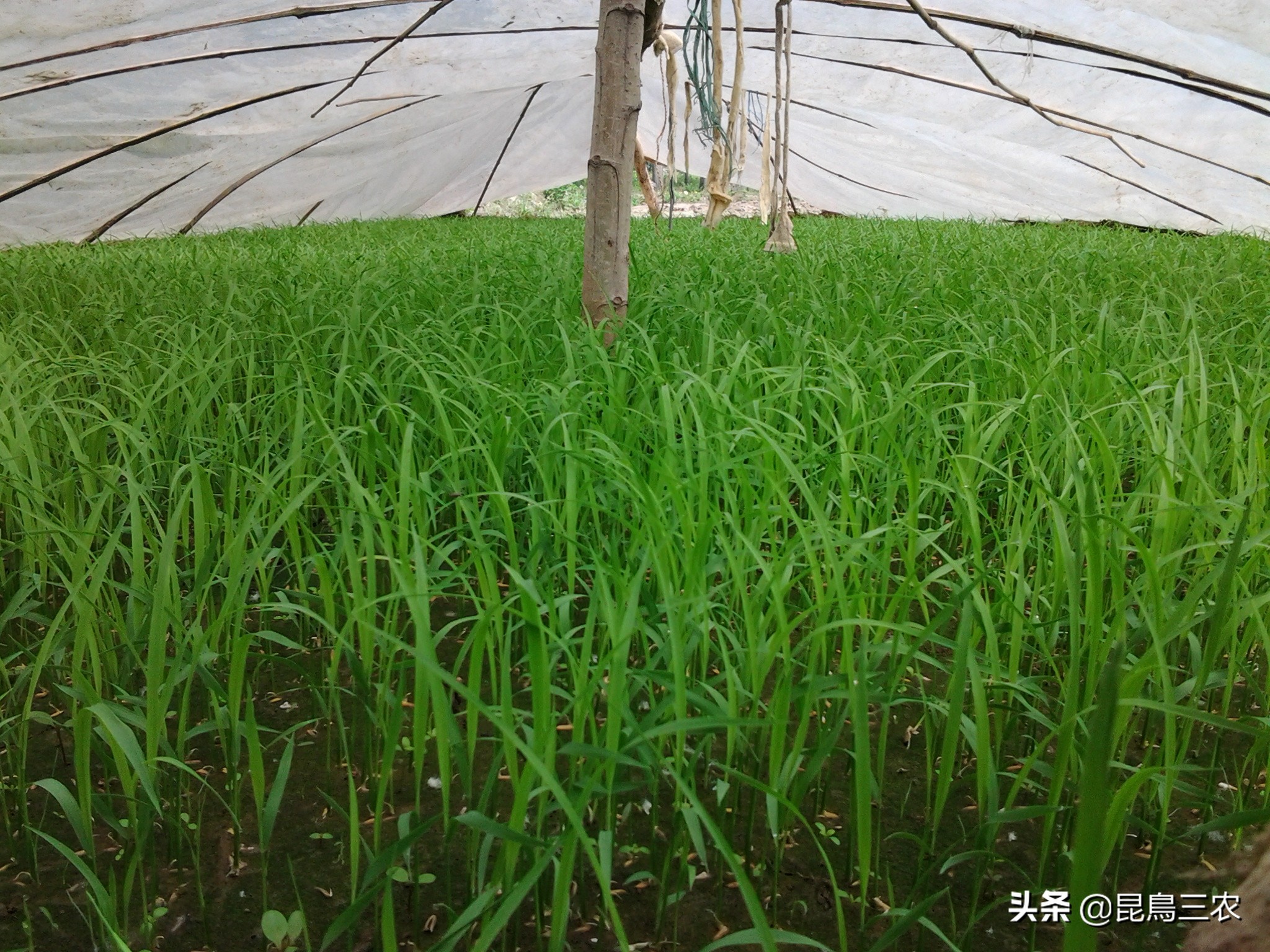 水稻长期下雨怎么管理,水稻生长困难