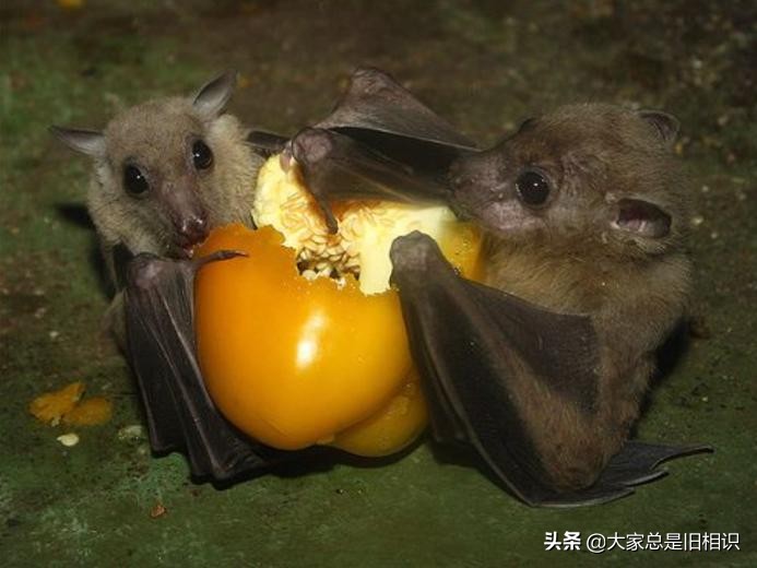 蝙蝠都吃什么,蝙蝠最爱吃的东西是什么