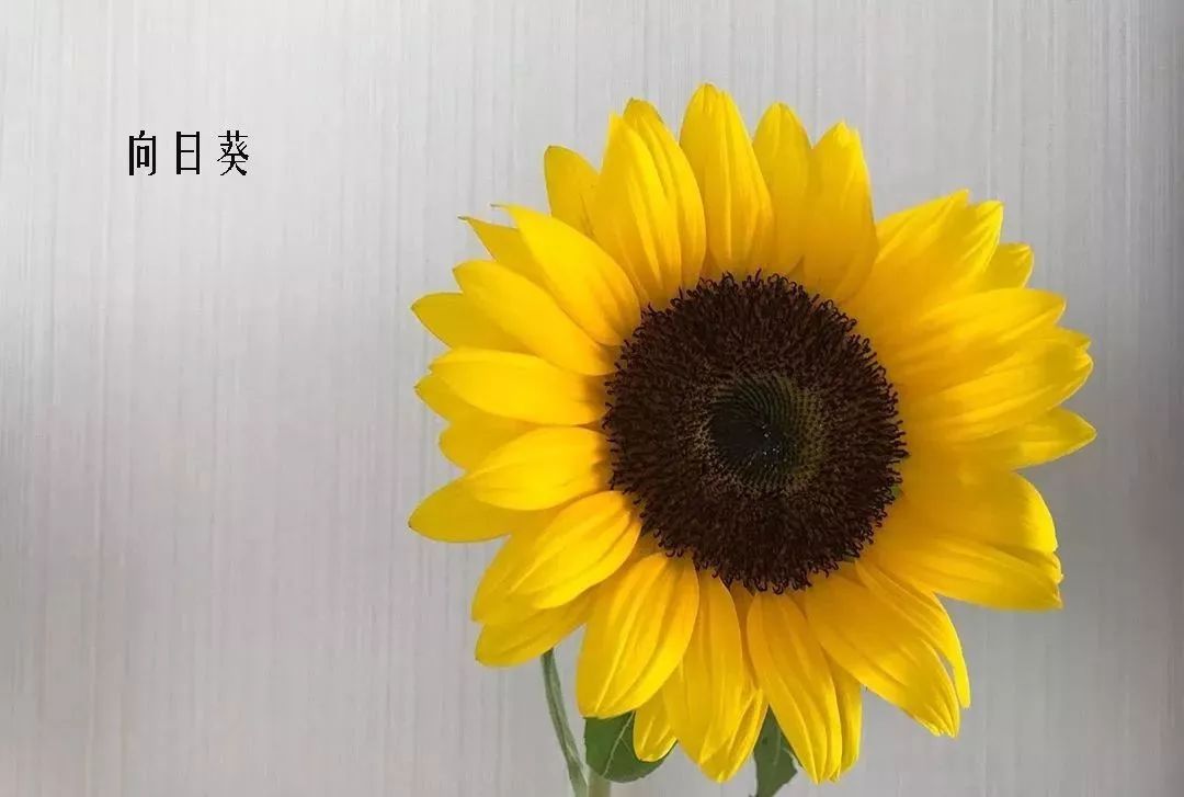 鲜花店常见花材品种大全,花店里同款的两种不同价格的花材