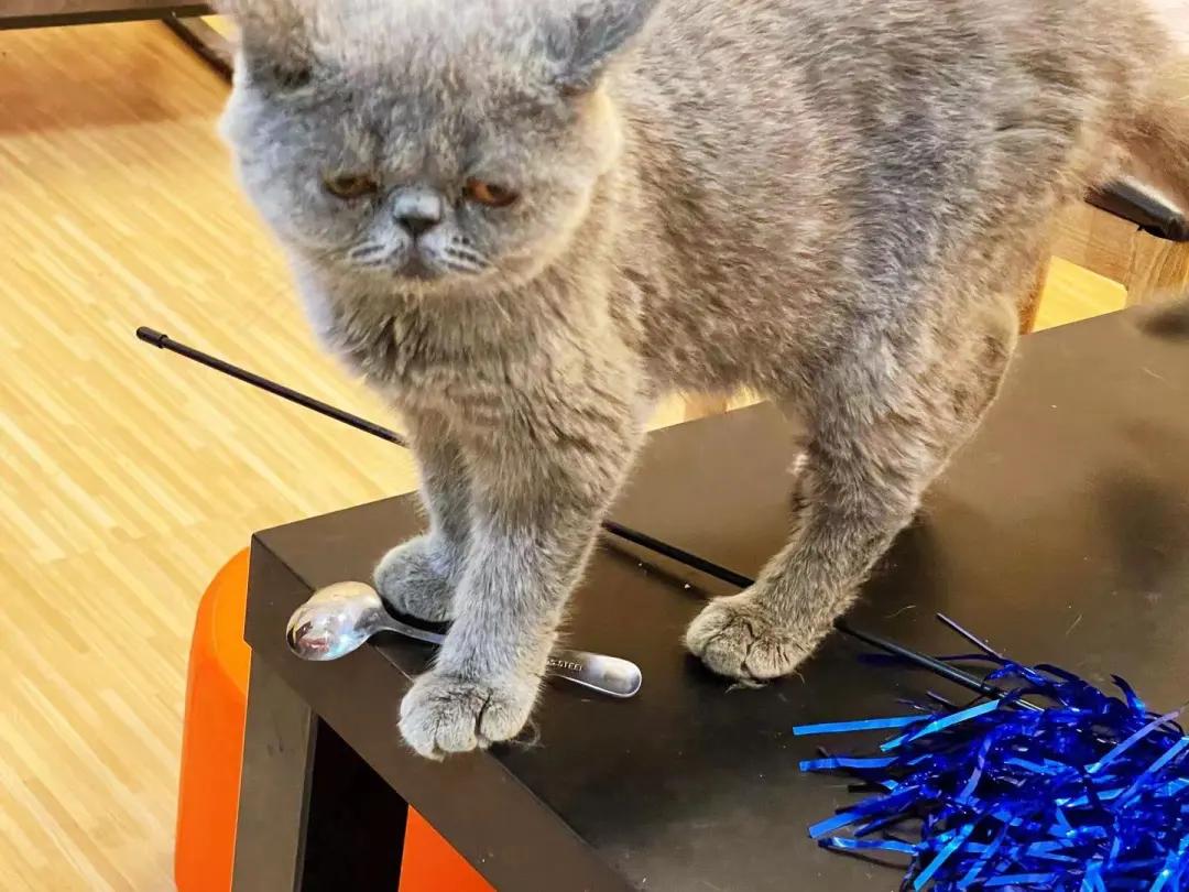 你还在躺平吗？喵星人都出来打工啦