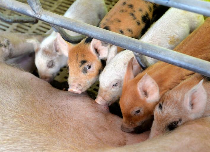 母猪产后奶水很少该怎么办,母猪产后无奶最好方法