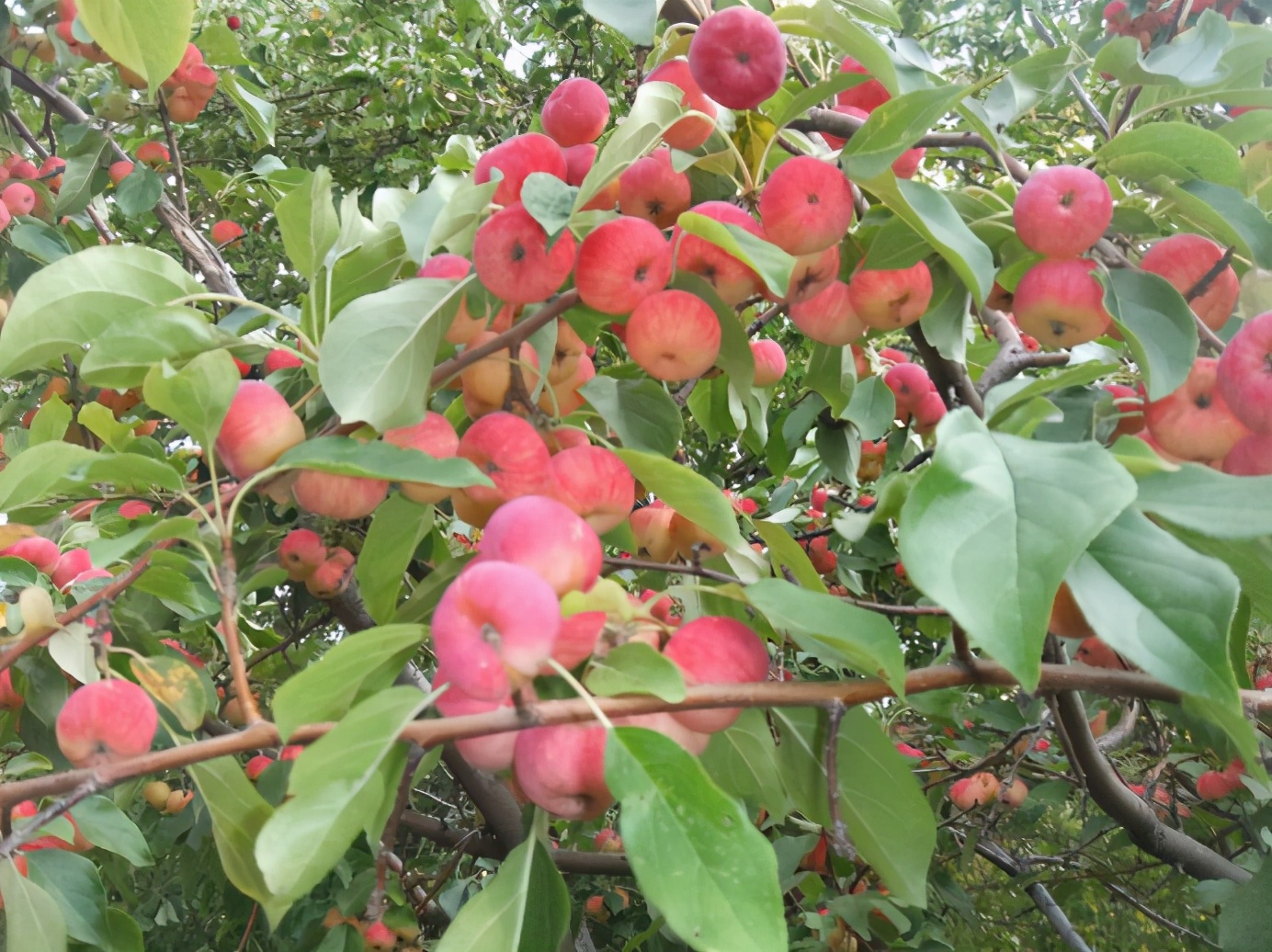 百种果子简介,百种果实图片