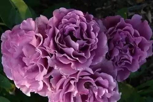 最漂亮10种微型月季,新手必入这8种月季漂亮好养