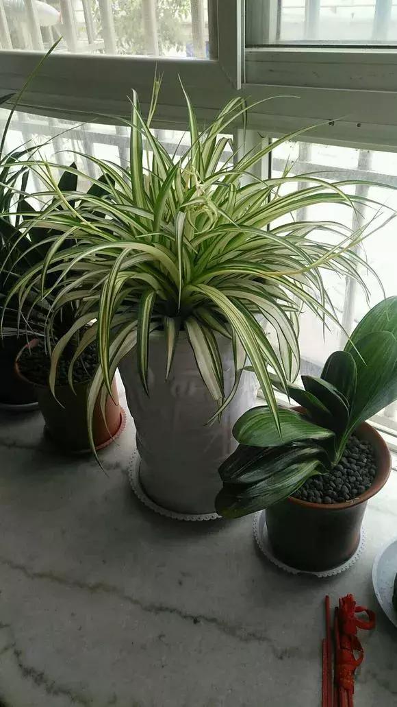 吊兰绿萝用什么土最好,绿萝吊兰盆栽多久施一次肥