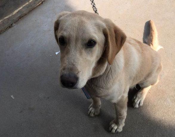 拉布拉多挑食不吃饭是不是有虫子,拉布拉多就是不吃狗粮咋办