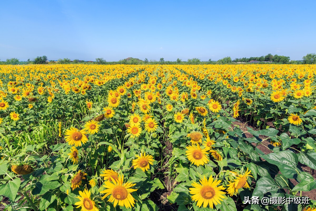 拍向日葵的教程,向日葵拍花技巧