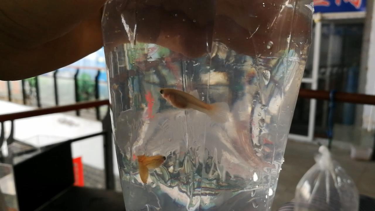 淡水水族馆观赏鱼市场,废弃花鸟市场捡漏观赏鱼