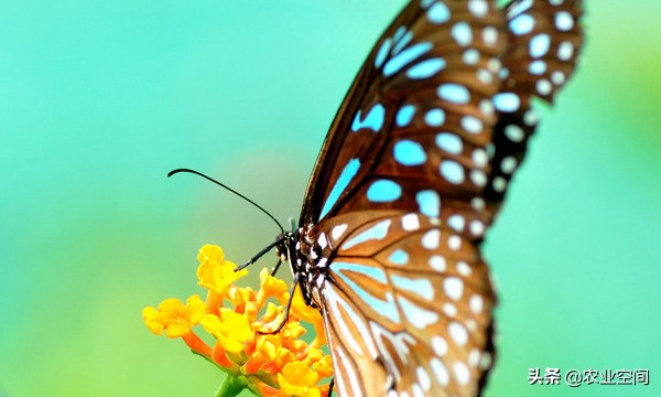 蝴蝶形状的艺术品,蝴蝶具有收藏价值底板