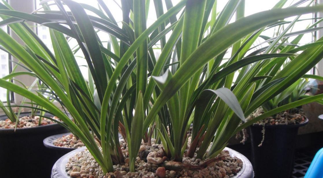 建兰不开花怎么办,建兰花期推迟的原因