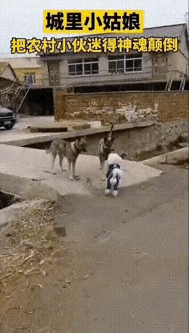 老虎：这是我准备养大吃的，你来凑什么热闹