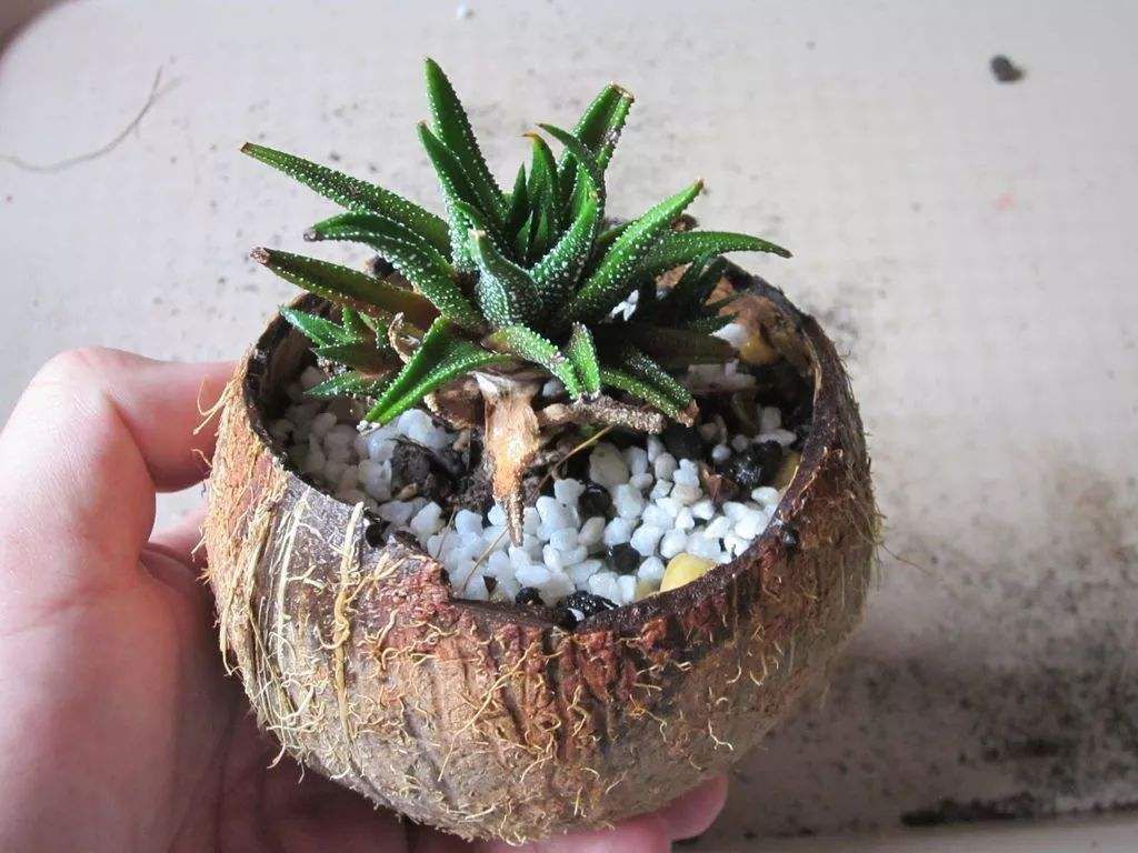 如何自制花盆简单又好看,自己在家怎么制作花盆教程